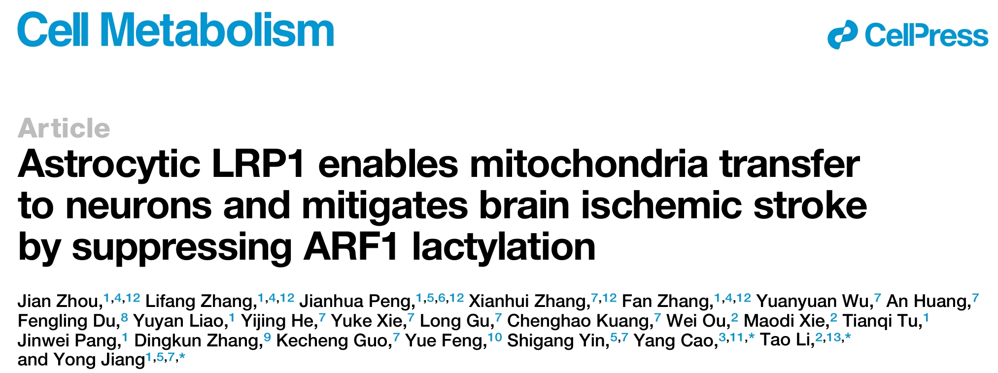 星形胶质细胞通过线粒体转移和抑制ARF1乳酸化缓解缺血性脑卒中