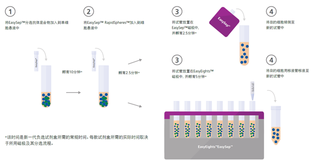 EasySep™小鼠Naïve CD4+T细胞分选试剂盒