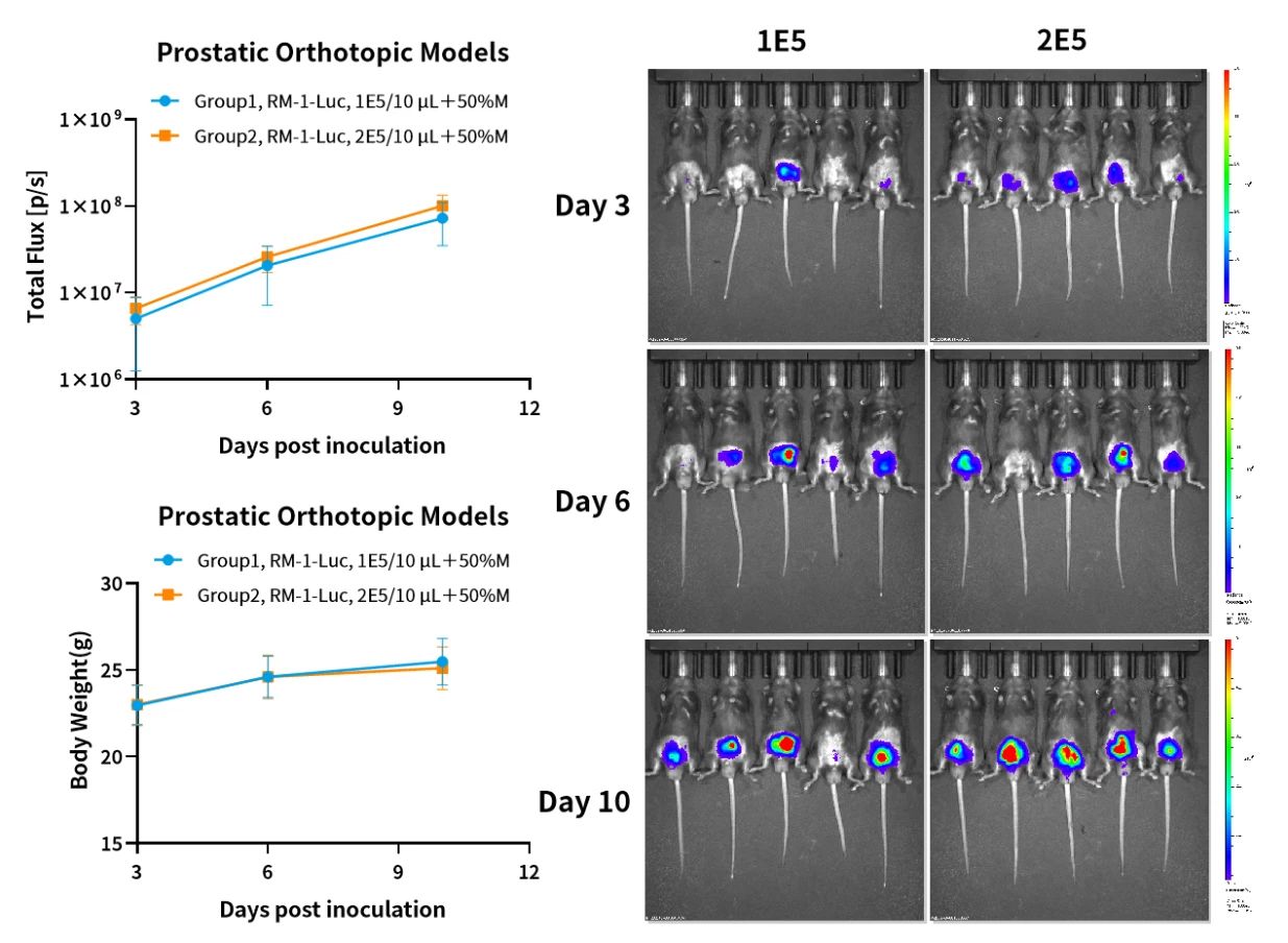 癌症研究新纪元：探索原位肿瘤模型的全貌