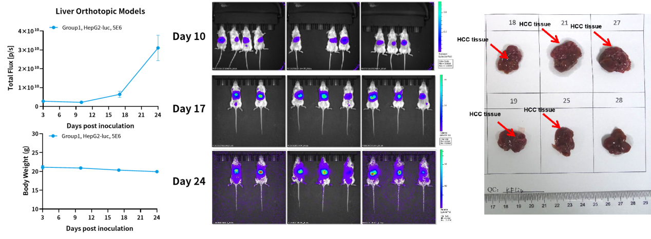 癌症研究新纪元：探索原位肿瘤模型的全貌
