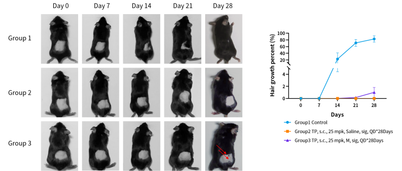 造模百科 | 雄激素性脱发小鼠模型