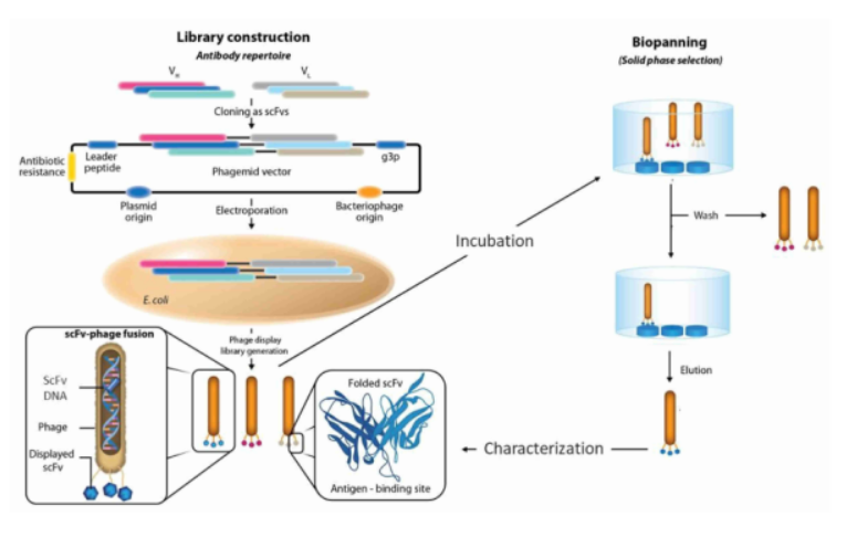 噬菌体展示文库构建全流程