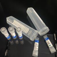 Recombinant SARS-CoV-2 (2019-nCoV) NSP12