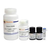 GST标签蛋白超快速Western检测试剂盒