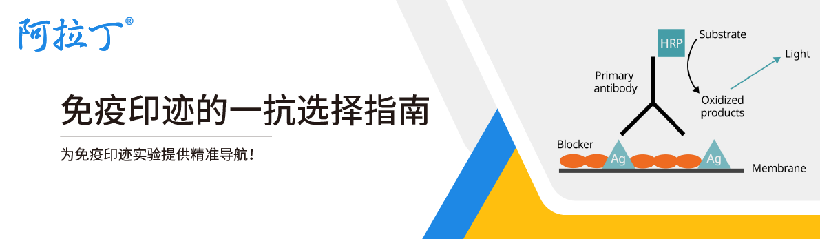【阿拉丁】蛋白质印迹的一抗选择指南