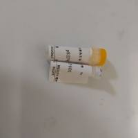 Tropicibacter phycicum