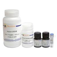 GAPDH超快速Western检测试剂盒