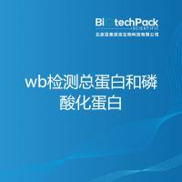 wb检测总蛋白和磷酸化蛋白