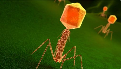 噬菌体展示技术，赋能抗体药物开发