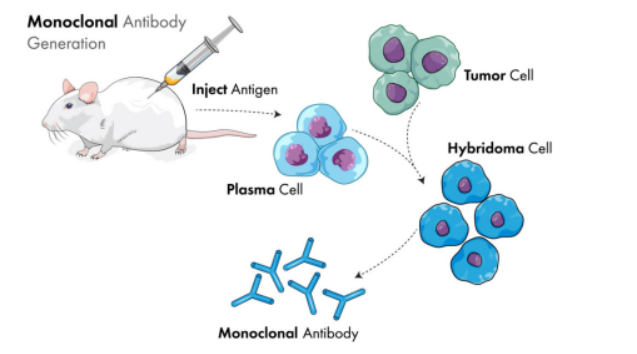 鼠单克隆抗体制备