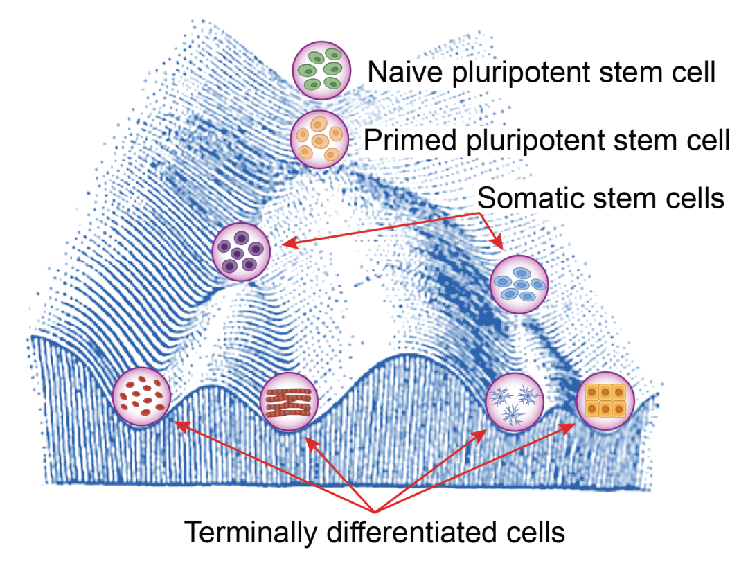 云舟生物突破性研究揭示多细胞生命的奥秘