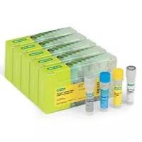 iScript™ gDNA Clear cDNA Synthesis Kit, 500 x 20 µl