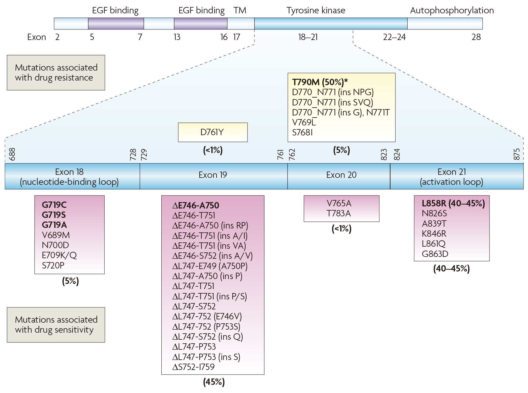 里程牌!EGFR抑制剂+双抗联合方案获批,显著延长肺癌患者生存期