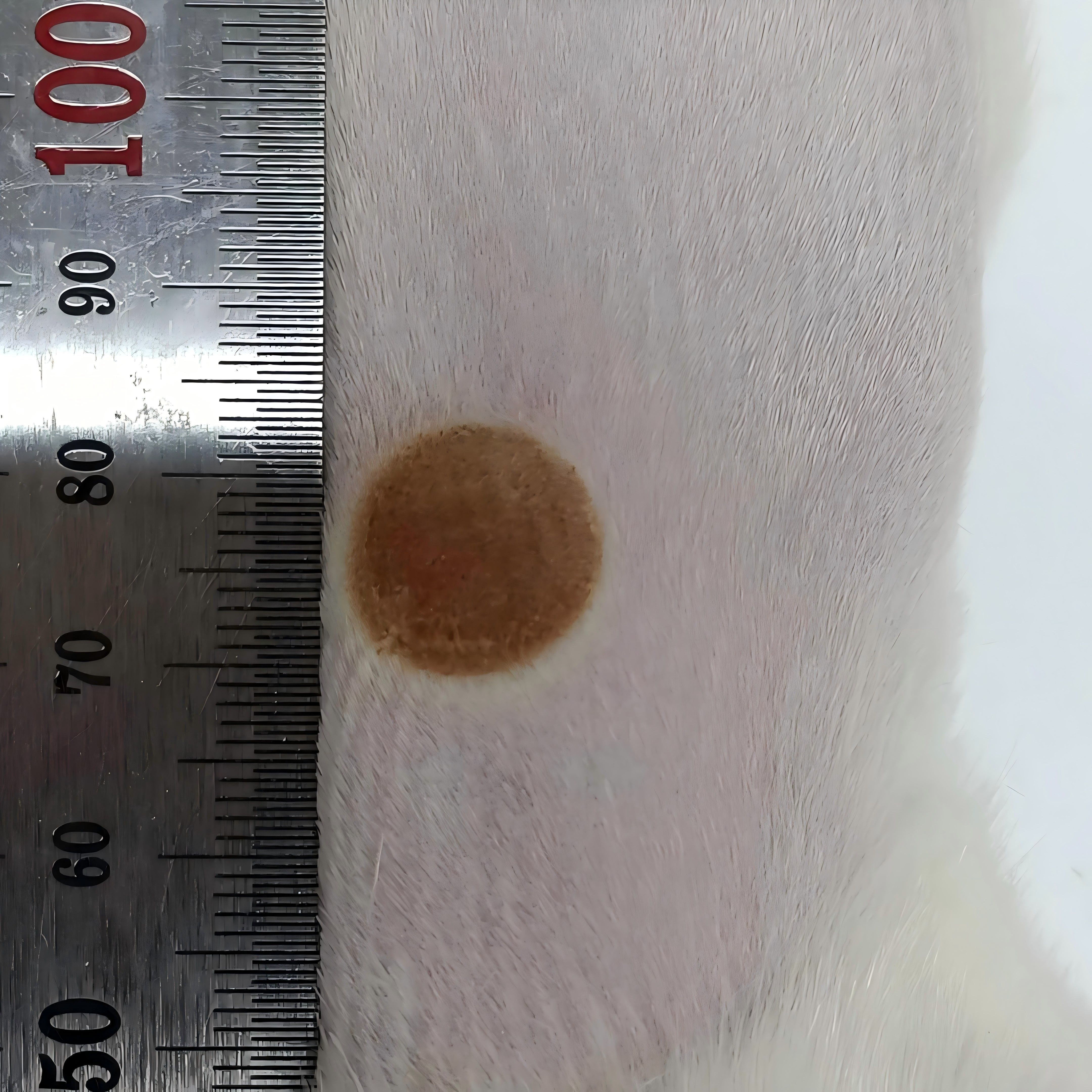 动物造模丨大鼠烫伤动物模型