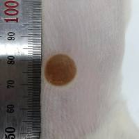 动物造模丨大鼠烫伤动物模型