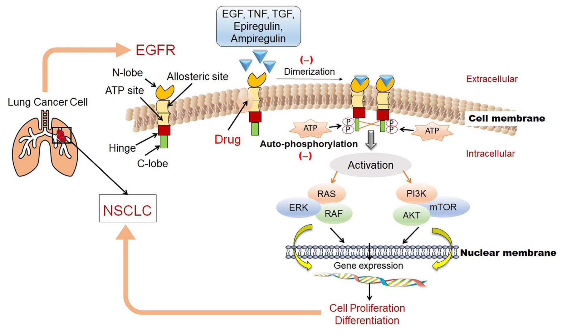 里程牌！EGFR抑制剂+双抗联合方案获批，显著延长肺癌患者生存期