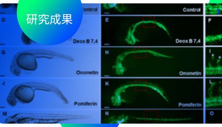 研究成果丨利用斑马鱼筛选具有抗血管生成作用的天然产物及其作用机制