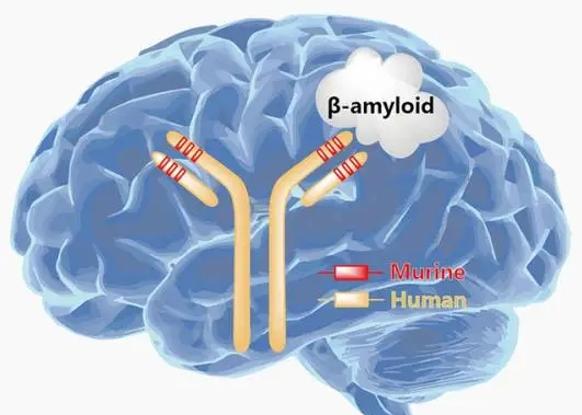 Beta-Amyloid (1-18)