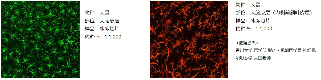 Wako抗 Iba1重组兔单抗体 (6A4)