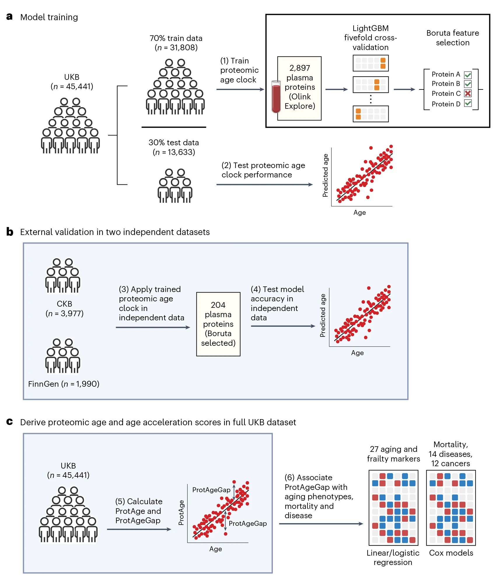 Nat Med|揭开衰老之谜——蛋白质组衰老时钟如何预测年龄相关疾病的风险