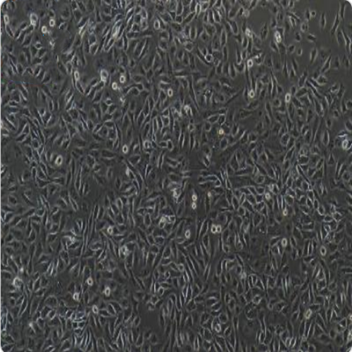 猪子宫内膜上皮细胞永生化