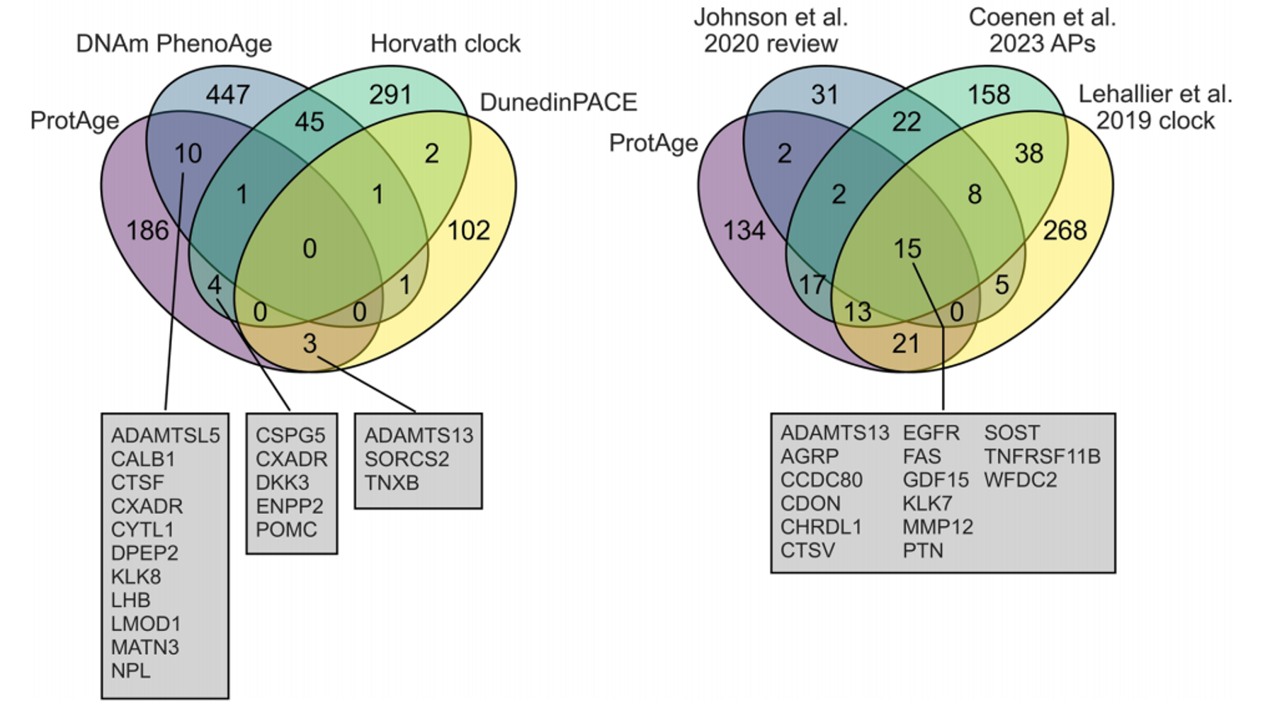 Nat Med|揭开衰老之谜——蛋白质组衰老时钟如何预测年龄相关疾病的风险