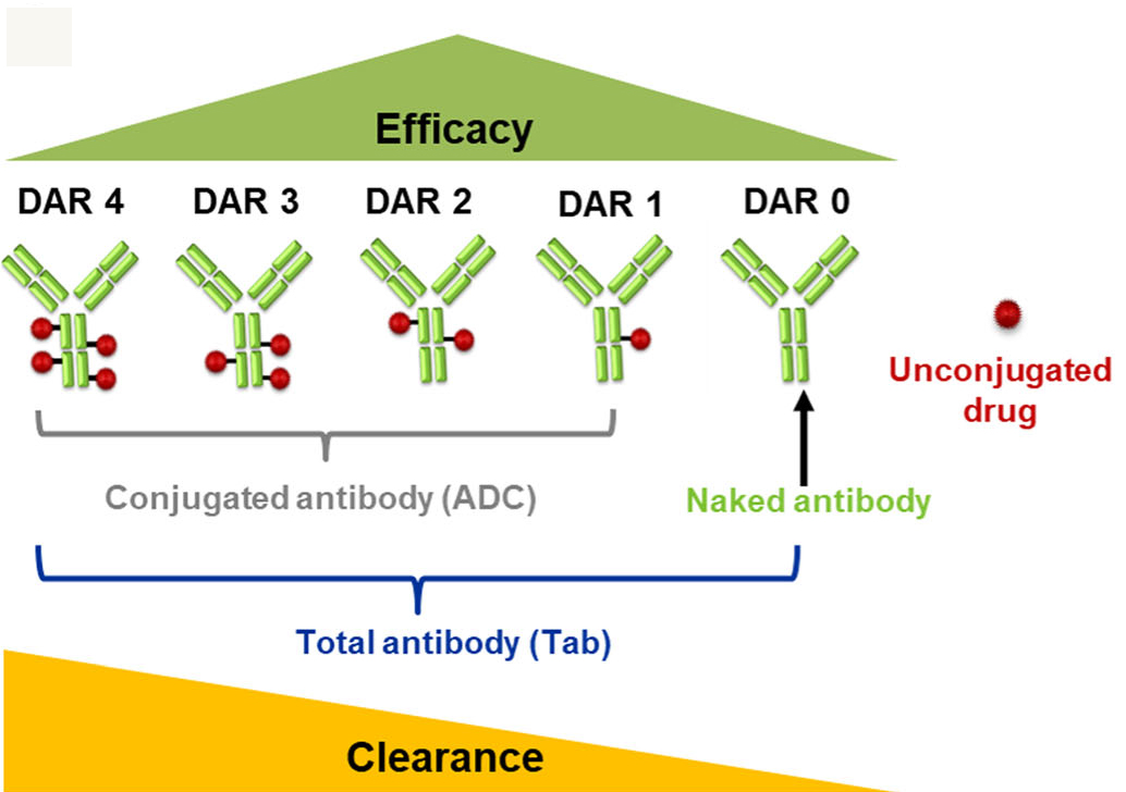 【免费+包邮】自研高特异性抗Payload抗体，助力ADC药物分析