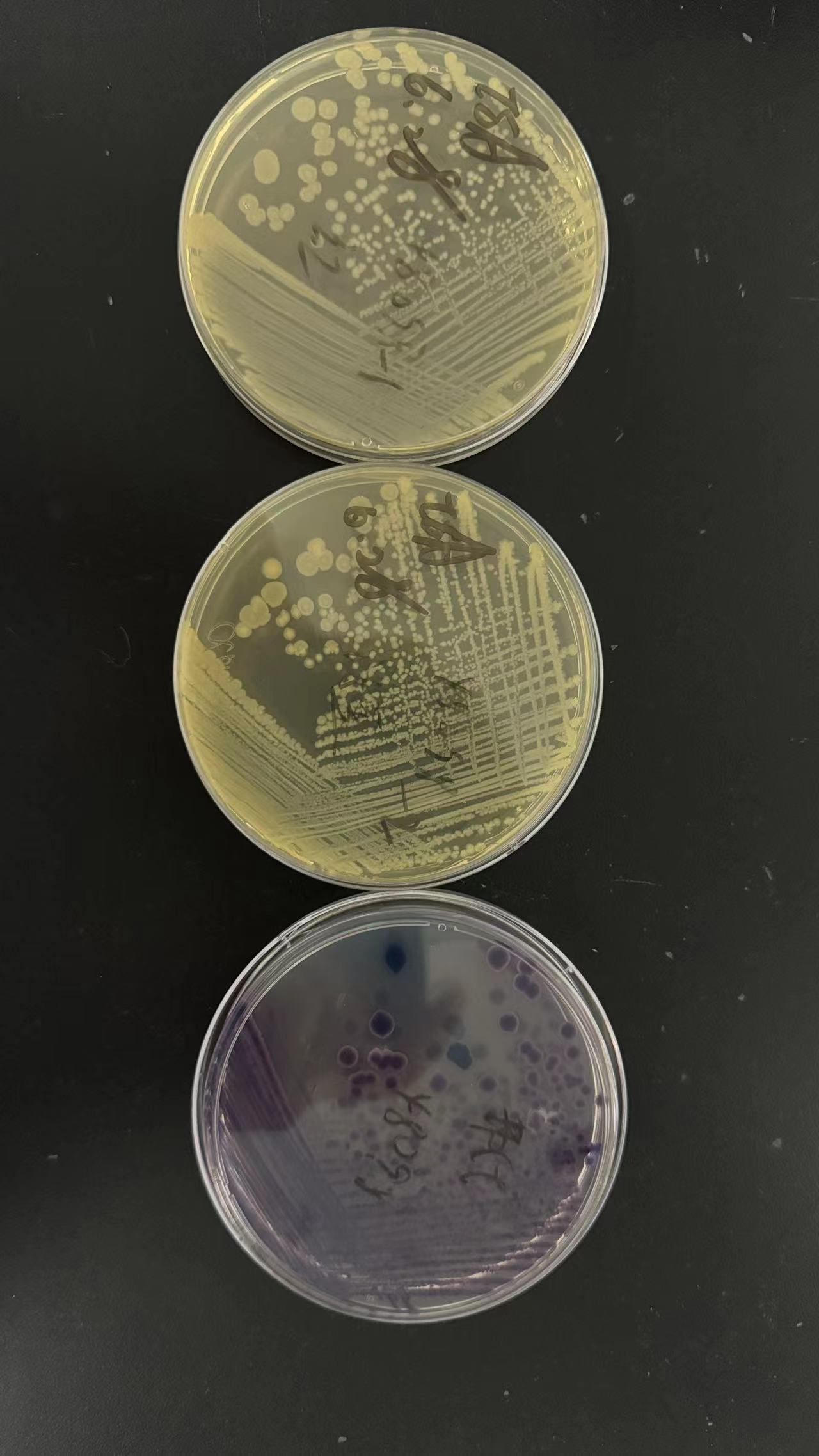 菌种接种平板后不长的原因分析！