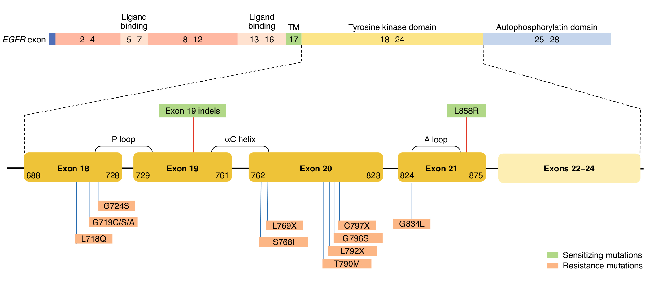 里程牌!EGFR抑制剂+双抗联合方案获批,显著延长肺癌患者生存期