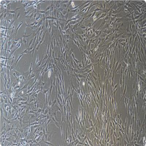 人子宫内膜上皮细胞永生化