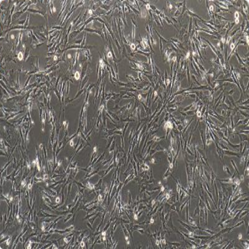 小鼠附睾脂肪干细胞永生化