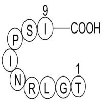 hemagglutinin (332-340) [Influenza A virus]