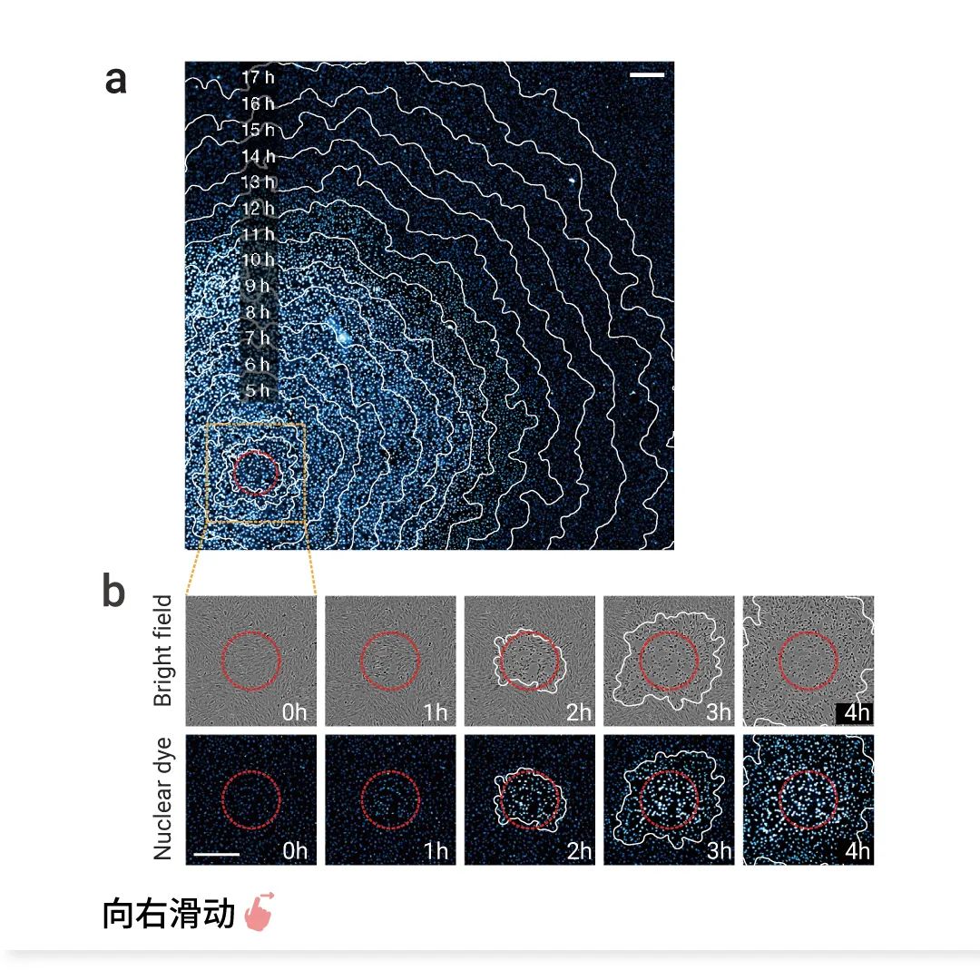 前沿热点 | 物理模型助攻，铁死亡再登 Nature！ |MedChemExpress