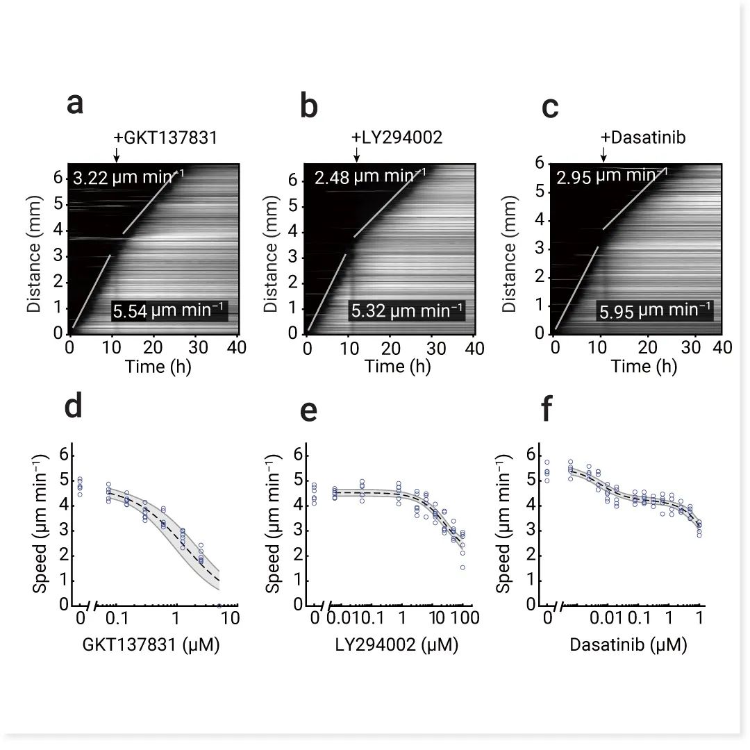 前沿热点 | 物理模型助攻，铁死亡再登 Nature！ |MedChemExpress