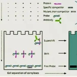 EMSA（凝胶迁移或电泳迁移率）