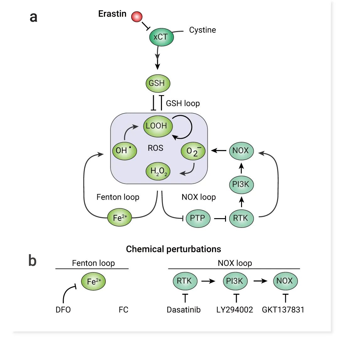 前沿热点 | 物理模型助攻，铁死亡再登 Nature！ |MedChemExpress