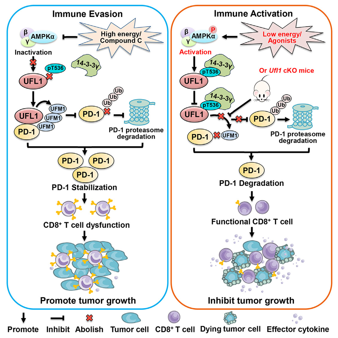 再取新进展！发现AMPK激酶新底物，增强抗肿瘤能力