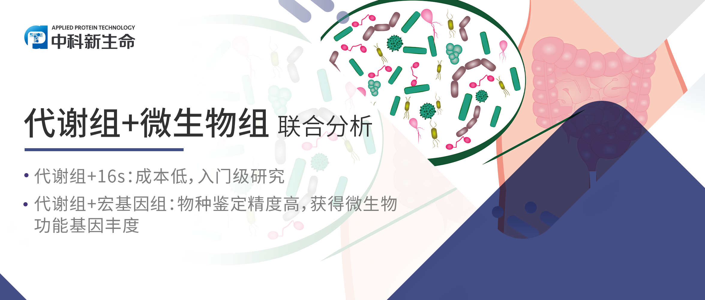 项目文章Cell Commun Signal | 新疆医科大学团队揭示单菌也有大功效：普拉梭菌可抗动脉粥样硬化