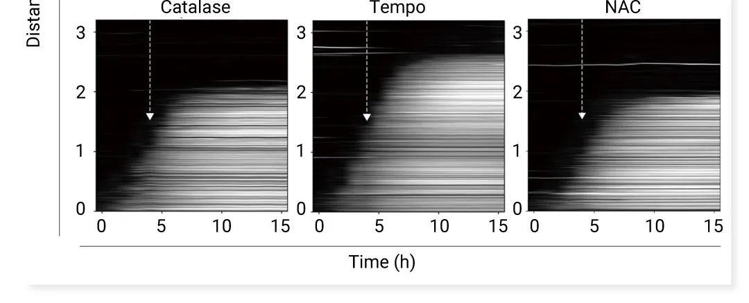 前沿热点 | 物理模型助攻，铁死亡再登 Nature！ |MedChemExpress