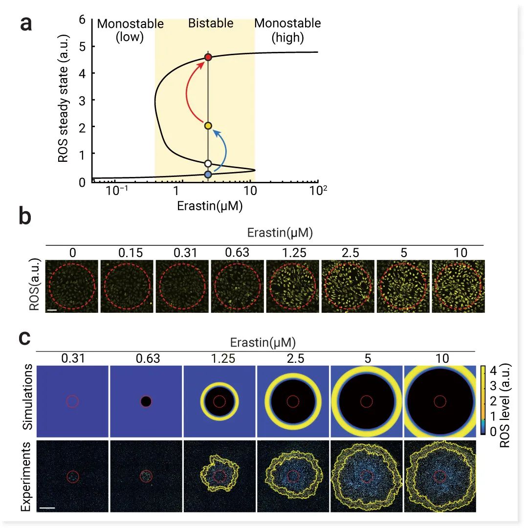 前沿热点 | 物理模型助攻，铁死亡再登 Nature！ |MedChemExpress