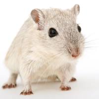 动物药效学实验技术服务