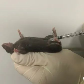 MPTP诱导的小鼠帕金森模型