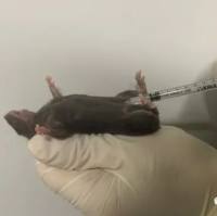 MPTP诱导的小鼠帕金森模型