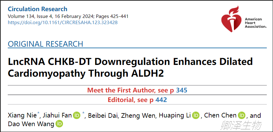 Circ Res. | Ribo-seq技术助力揭示扩张型心肌病的致病新机理