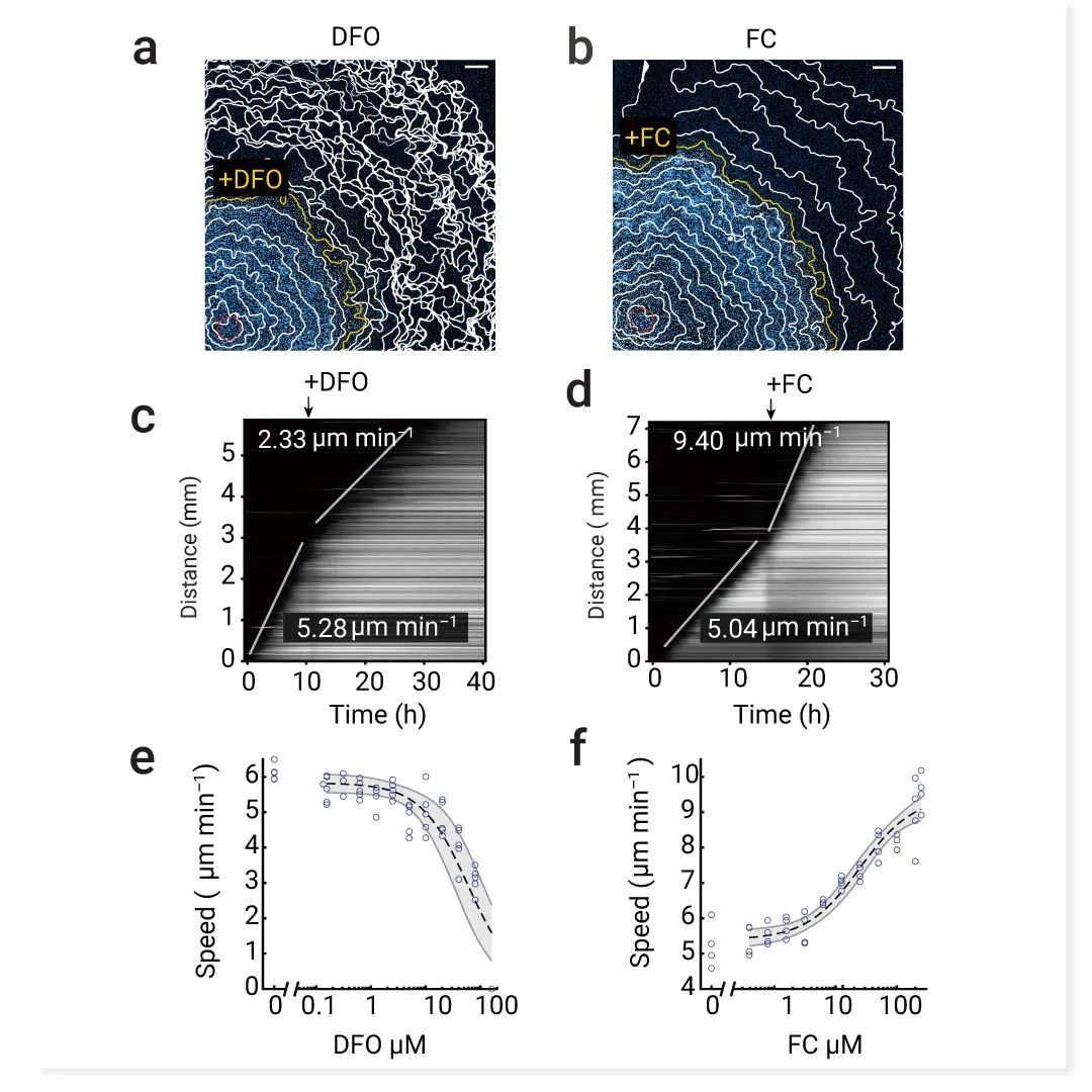 前沿热点 | 物理模型助攻，铁死亡再登 Nature！ |MedChemExpress