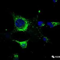 激光共聚焦拍照