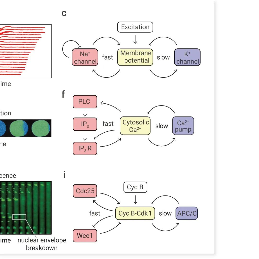 前沿热点 | 物理模型助攻，铁死亡再登 Nature！ |MedChemExpress
