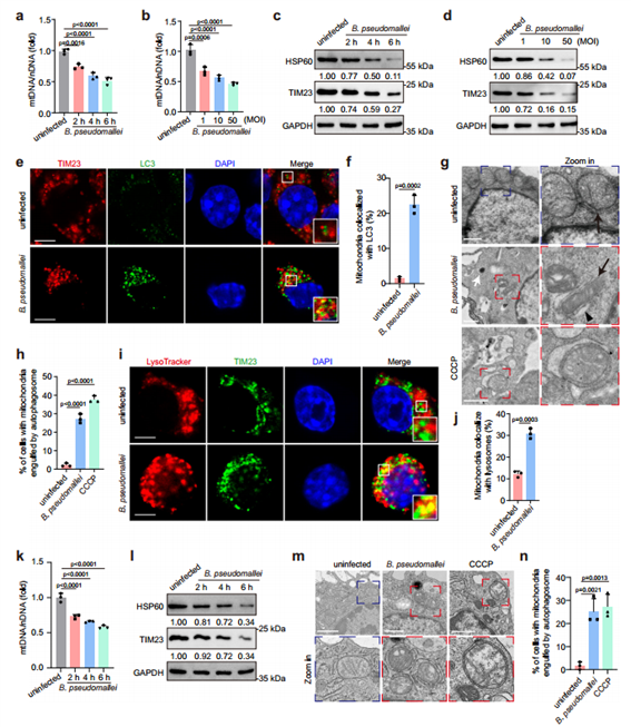 IF=16.6丨细菌逃避宿主免疫机制大揭秘：通过操控宿主线粒体自噬达成！