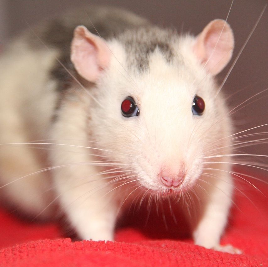 整体课题CRO服务