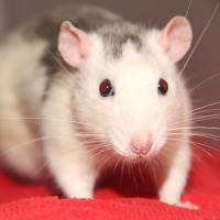 整体课题CRO服务